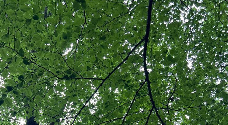 Spaces: "The branch that looks down on the root has forgotten where life comes from."