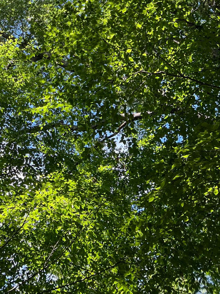 Spaces: "A narrow measure always misses the field. Healthy eyes see the soil, the seed, and the season."