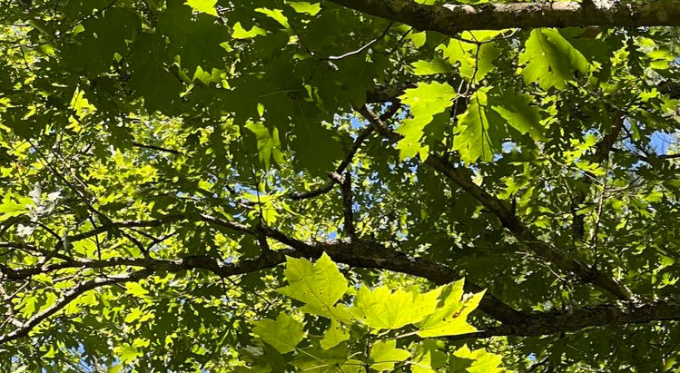 Spaces: "Kingdom math: not size, but giving. The widow's mite outgave the rich. The one who works to eat — that labor is the faith."