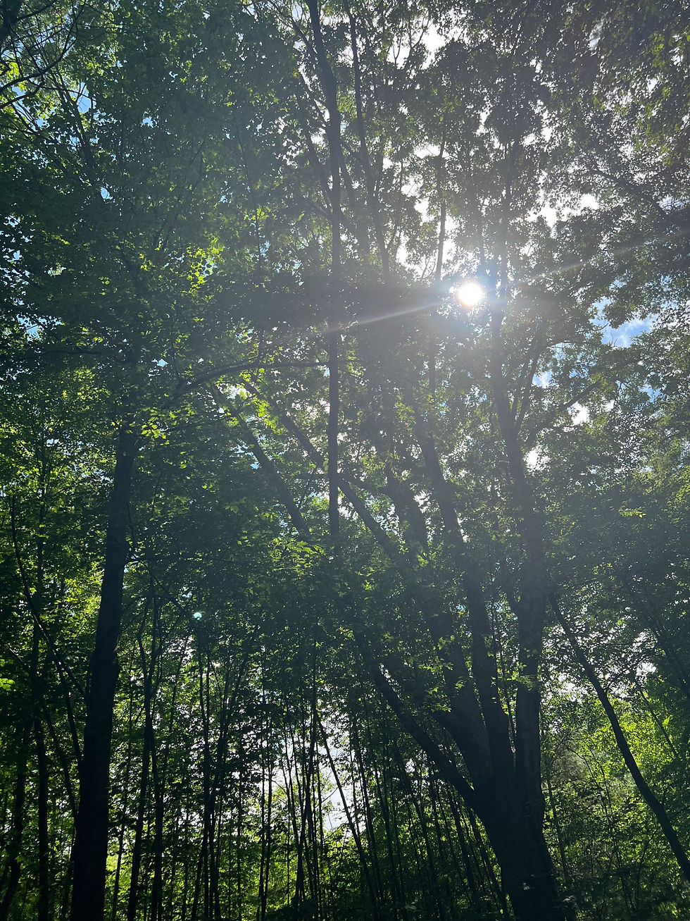 Spaces: "Whether crowning the highest branch or charting the deepest root, we are still measuring the exact same wood—why map artificial tiers onto a single tree when its true value has always been