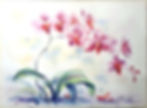 Lan Hồ Điệp.jpg
