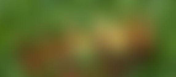 Feast of Christ the King: A Reflection on Luke 23:35-43