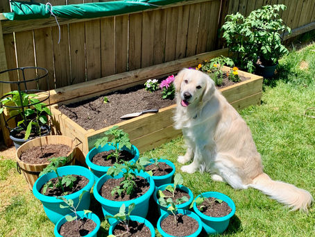 Pruning & Prayer: Lessons from The Garden