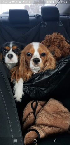 Screenshot_20211114-094142_Motion photo viewer.jpg