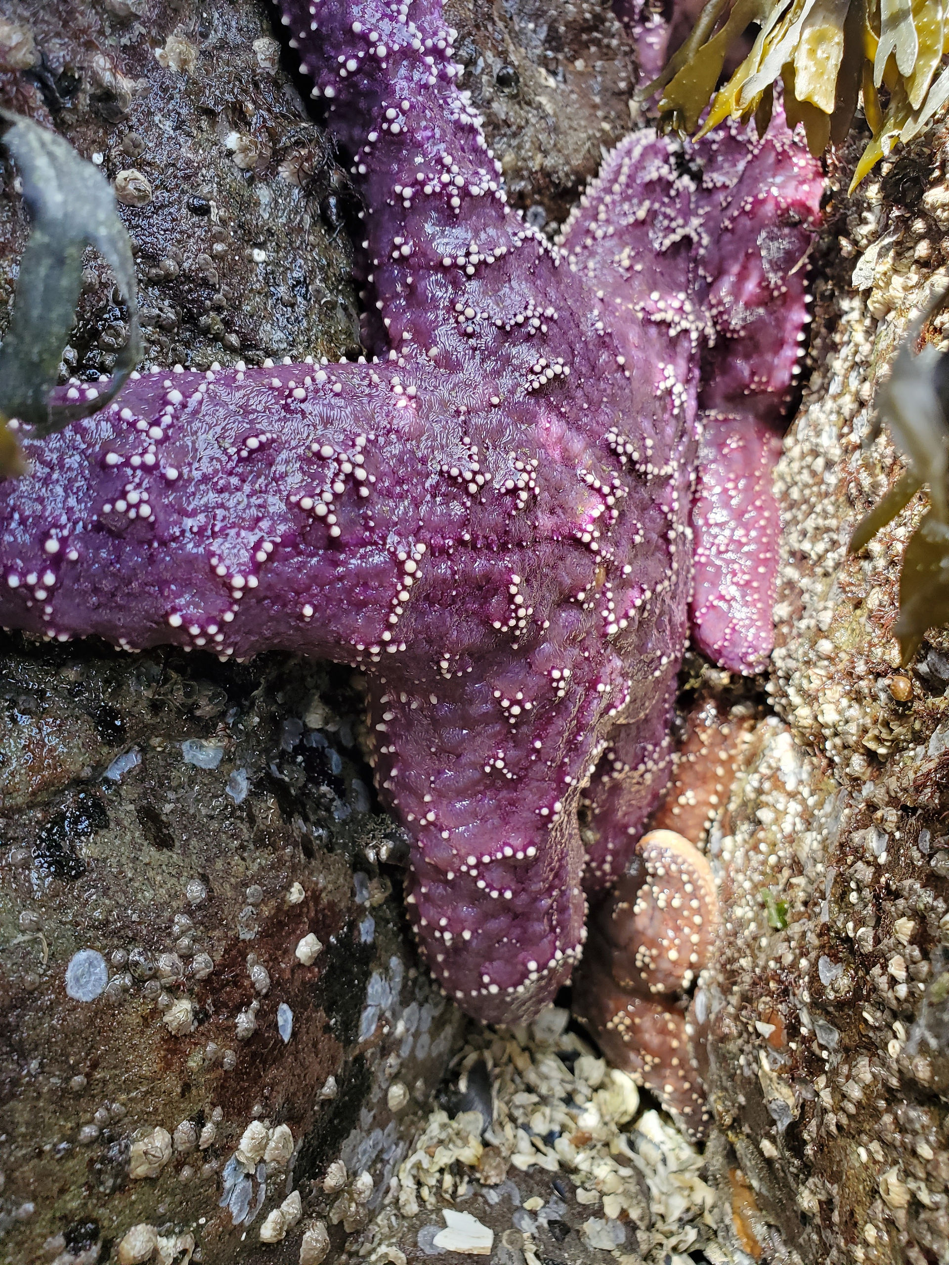 Ochre sea star