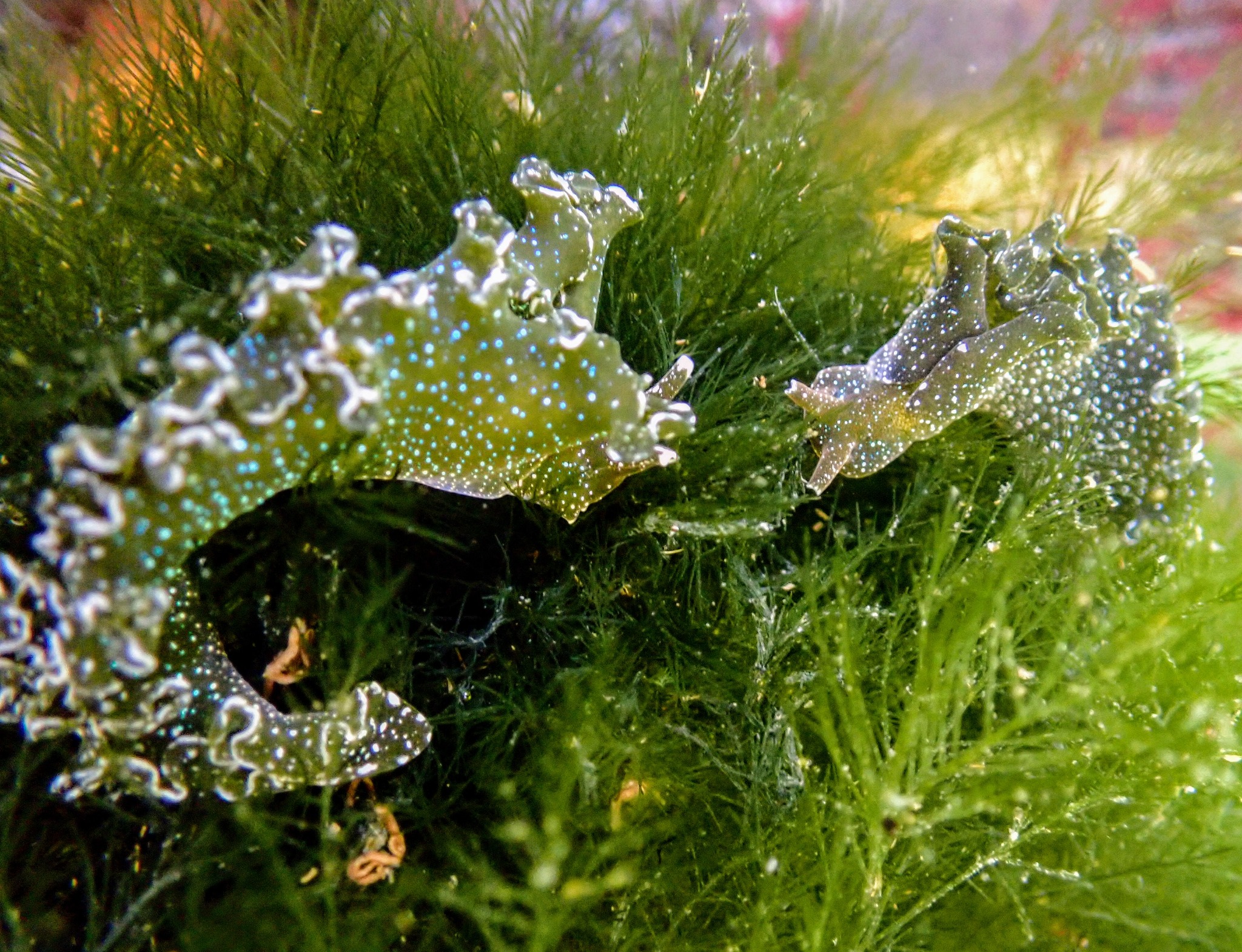 Green sea slugs covered in bright blue spots among algae on dock fouling