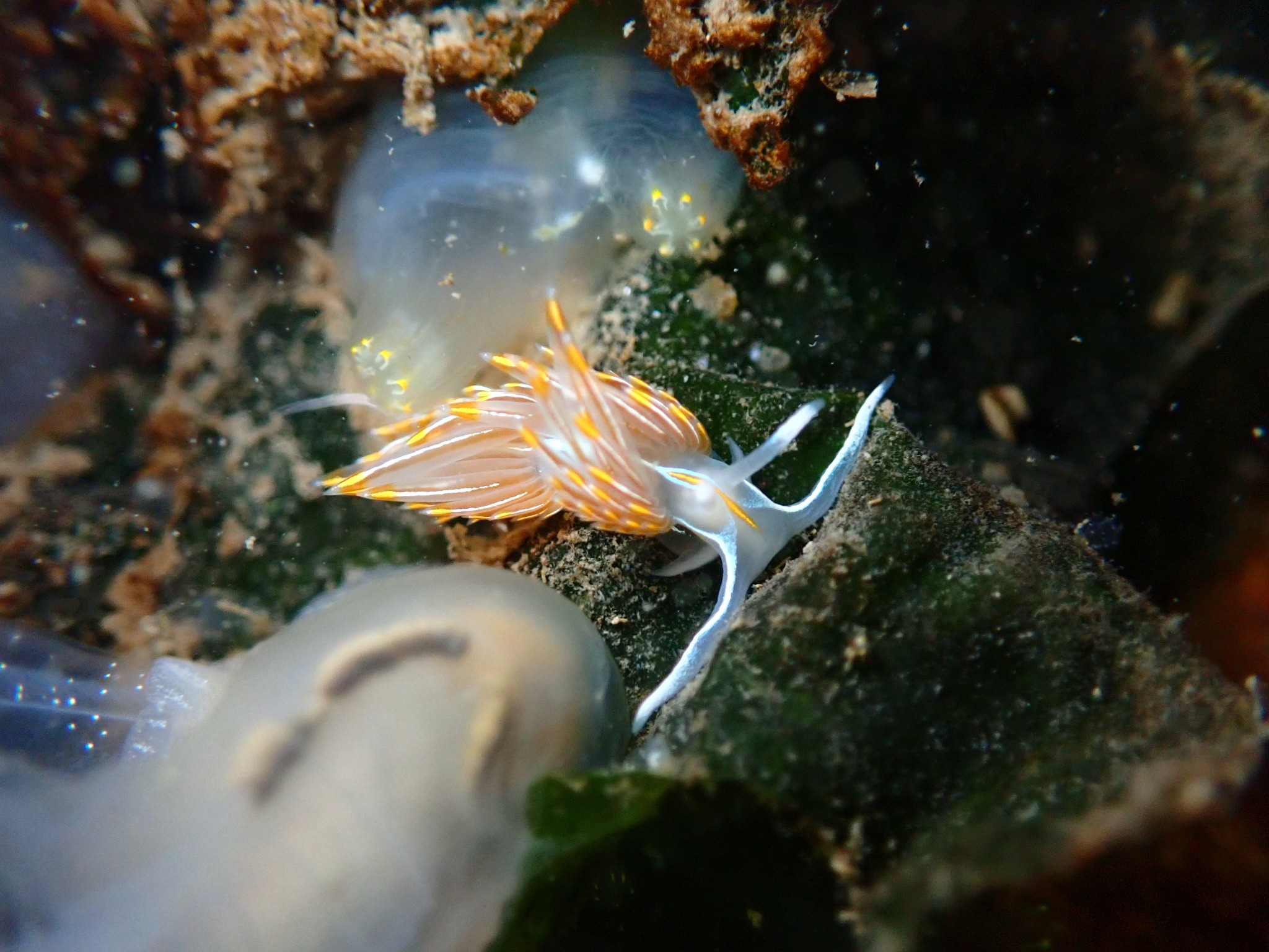Orange and white aeolid nudibranch crawling through marine growth under a dock