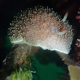 Nanaimo Horned Dorid
