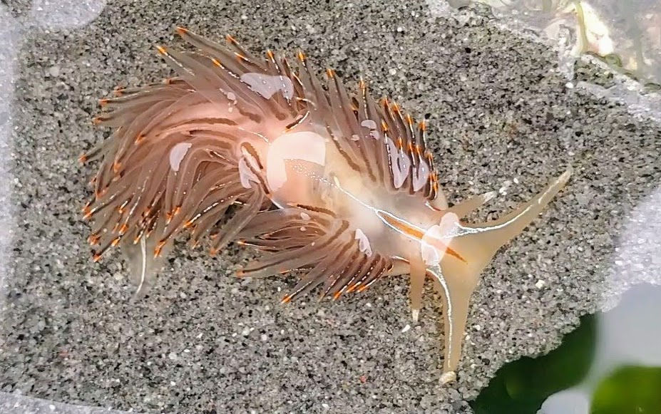 Hermissenda crassicornis