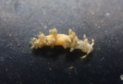 Suborder Cladobranchia