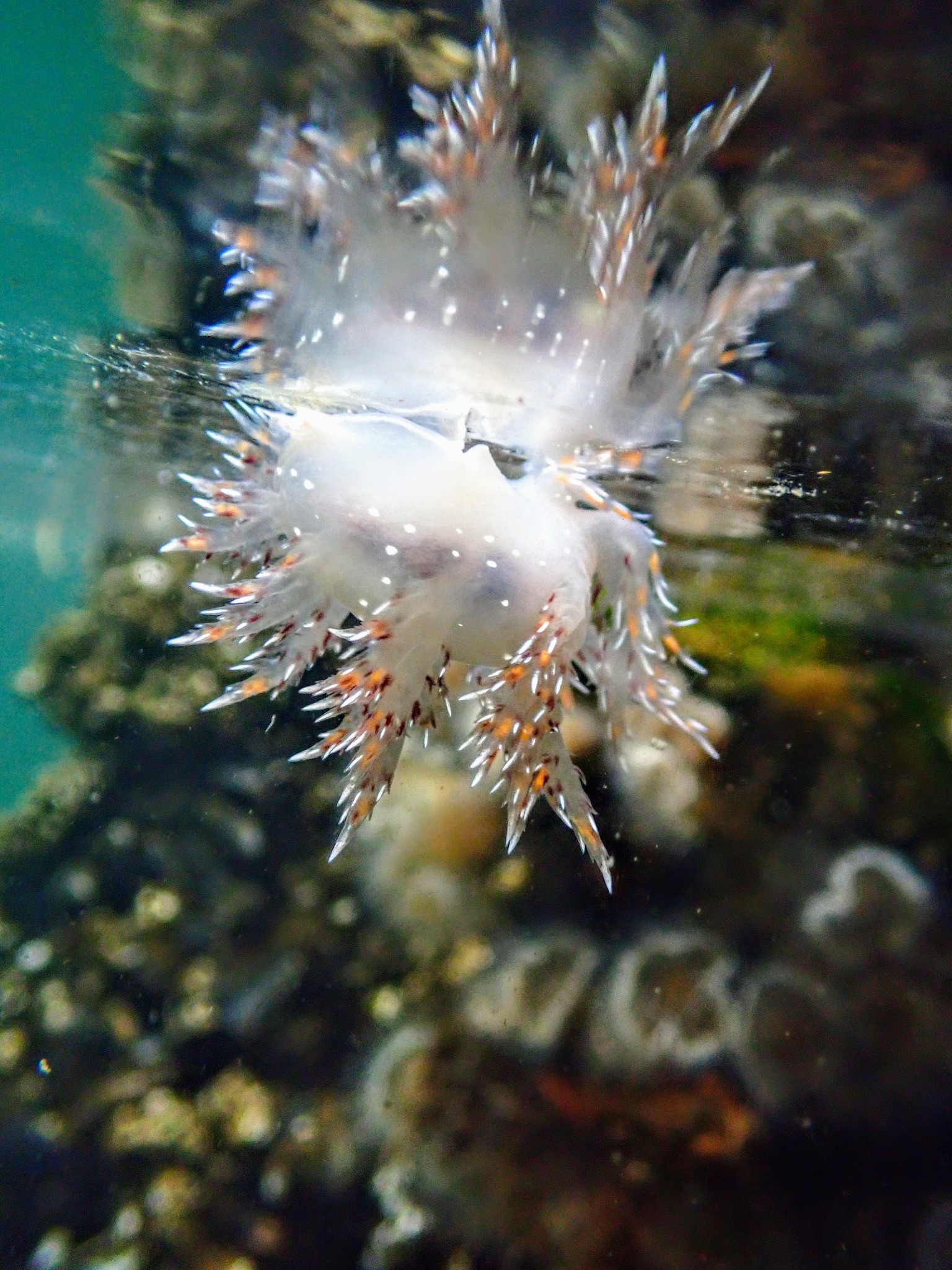 Small pale nudibranch with orange-tipped cerata underwater on dock fouling