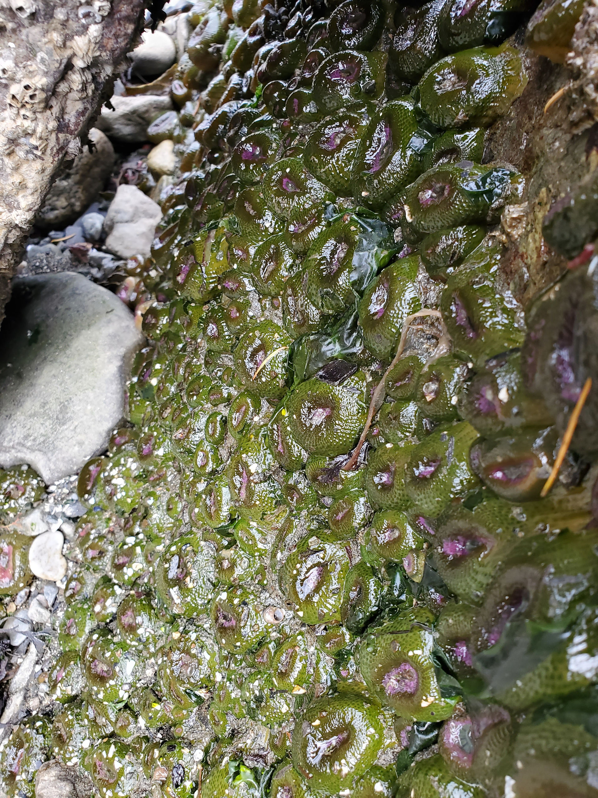 Aggregating anemones