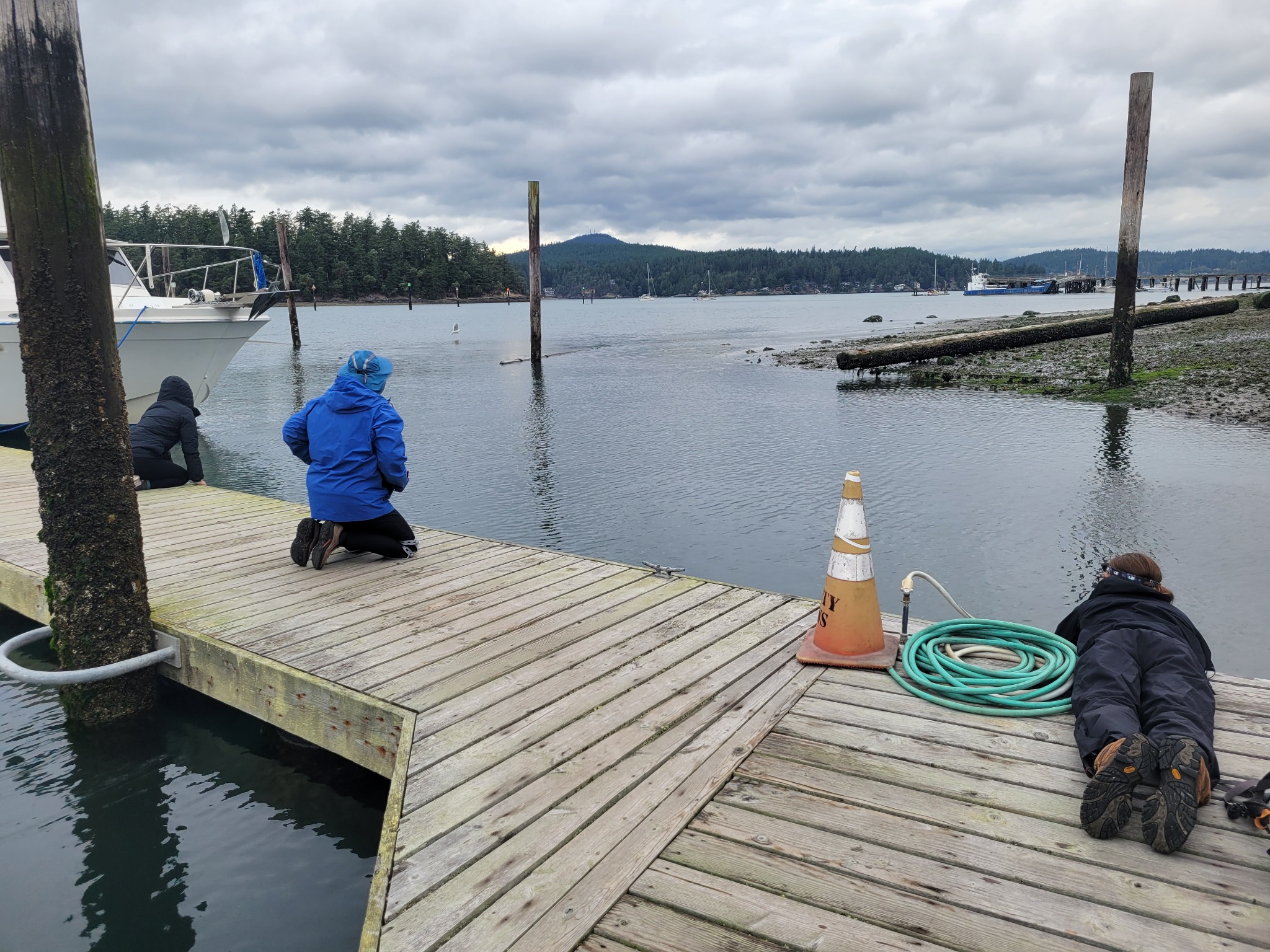 Three people kneeling and lying along a wooden floating dock searching the water below