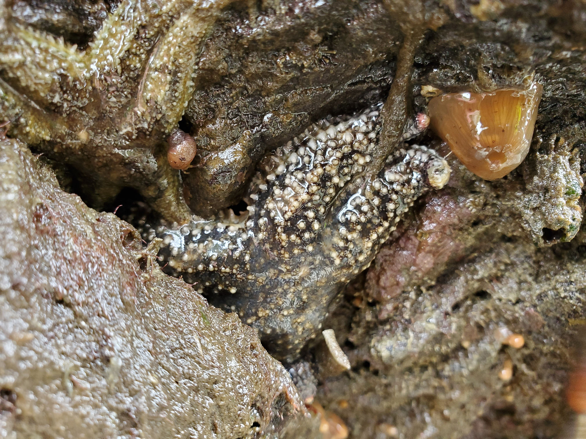 Mystery sea star