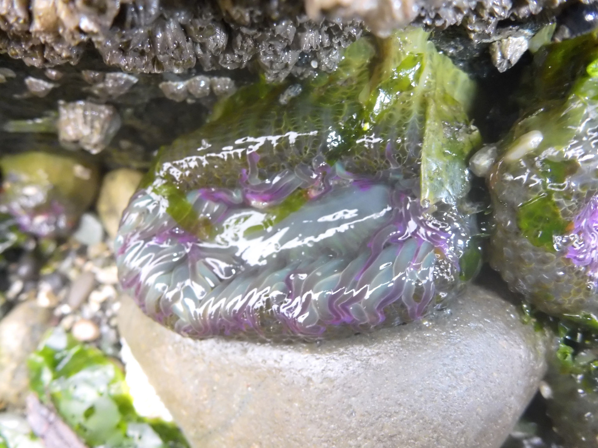 Aggregating anemone