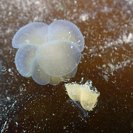 Lion's Mane Nudibranch