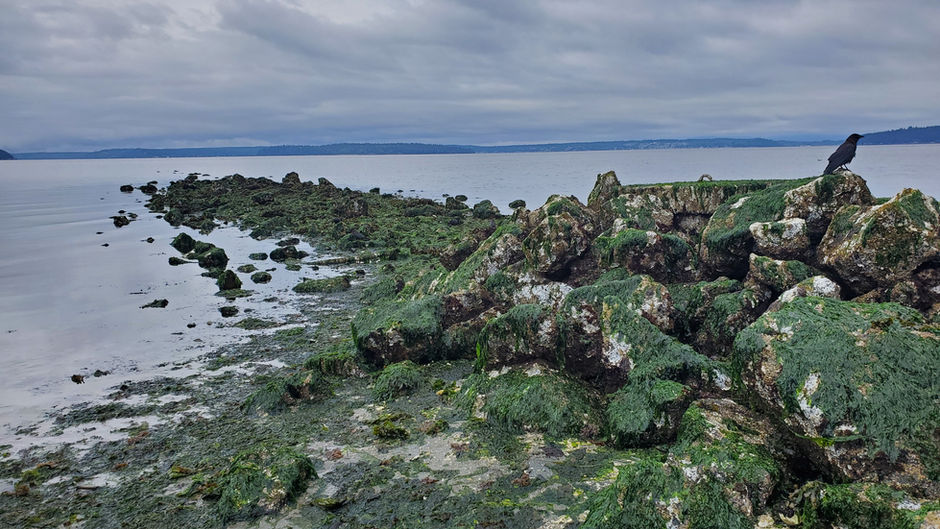 Low Tide Walk: Me-Kwa-Mooks to Alki Point, Aug 31 2020