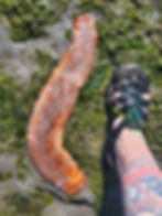 Pacific sea cucumber