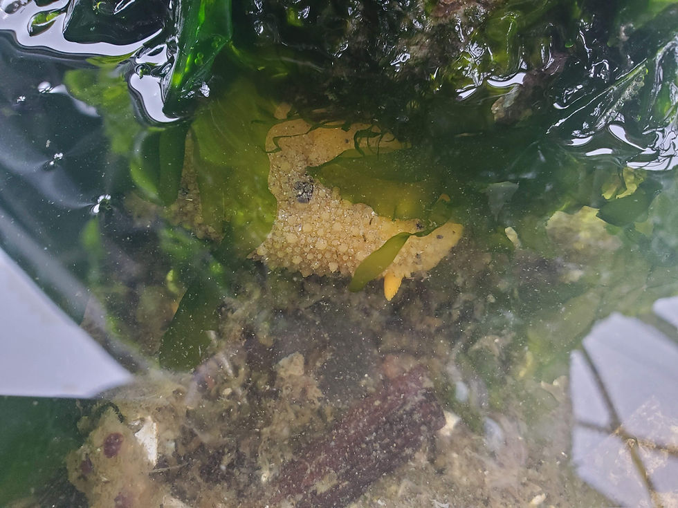 Doris montereyensis