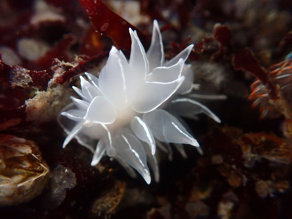 Dirona albolineata