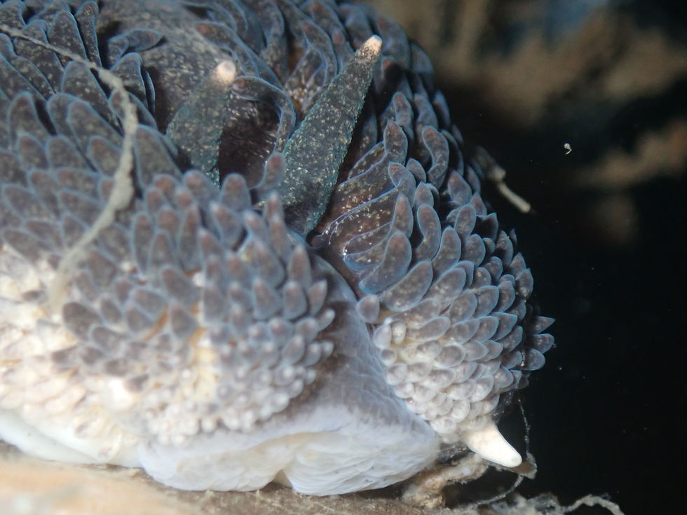 Aeolidia papillosa Rhinophores