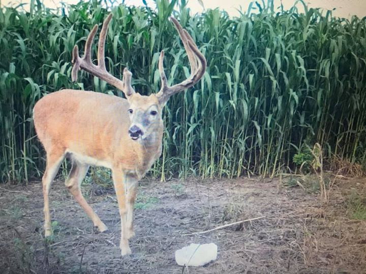 Chase The Rut LLC Kansas Whitetail and Turkey Hunts