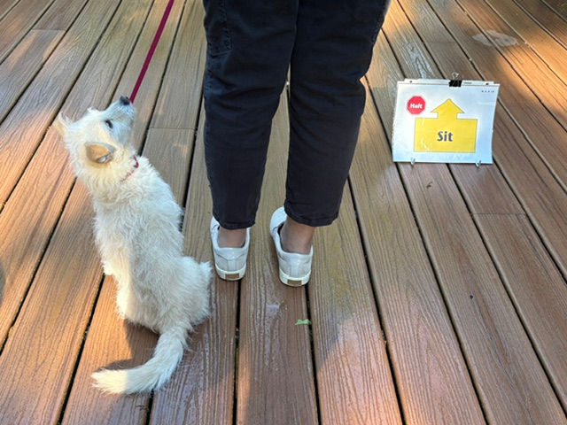 Dog next to AKC Rally sign