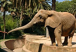 Zoológico de México