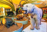 Ejemplar de oso polar en el museo
