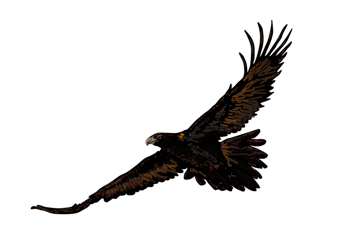 WedgeTailed Eagle logo Colour.png