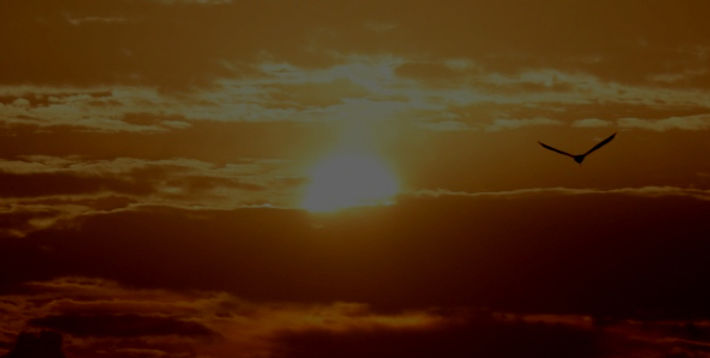 Dawn Bird_edited_edited.jpg