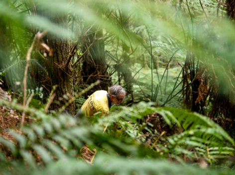 trail builder in the trees