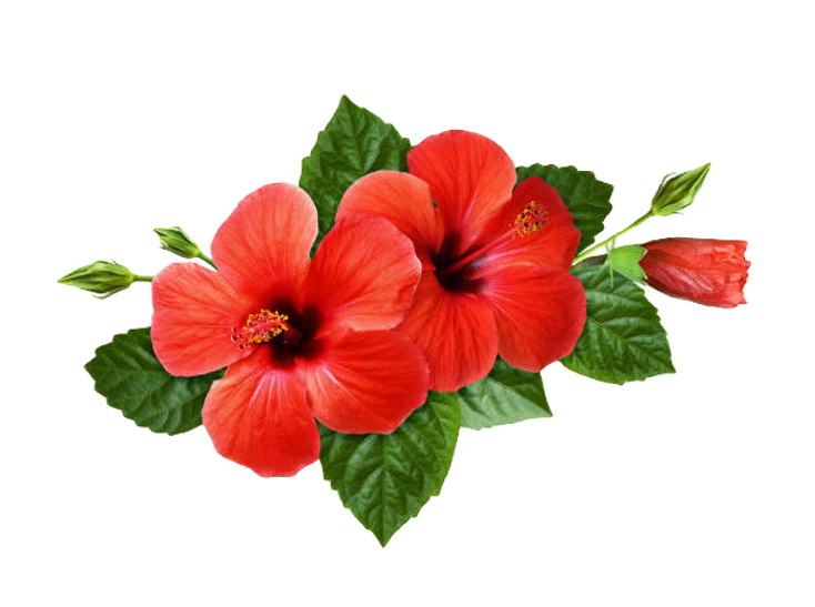 istockphoto-1157965699-612x612_edited.pn