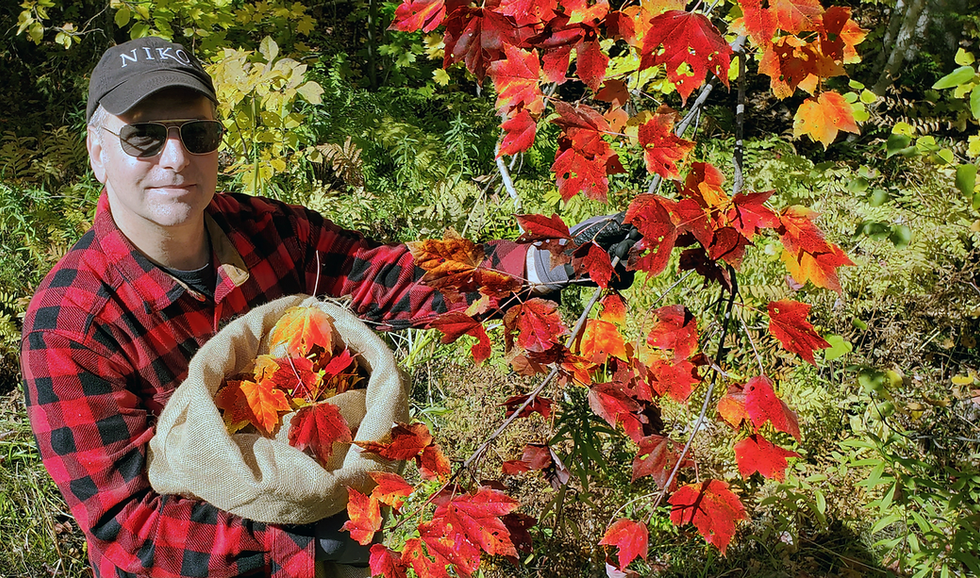 Niko harvesting maple leaves