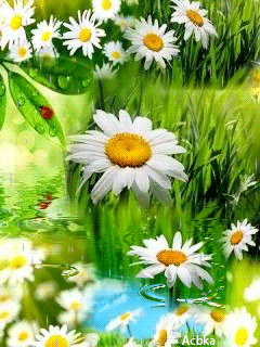 sumer fun daisies moving water 2022.webp