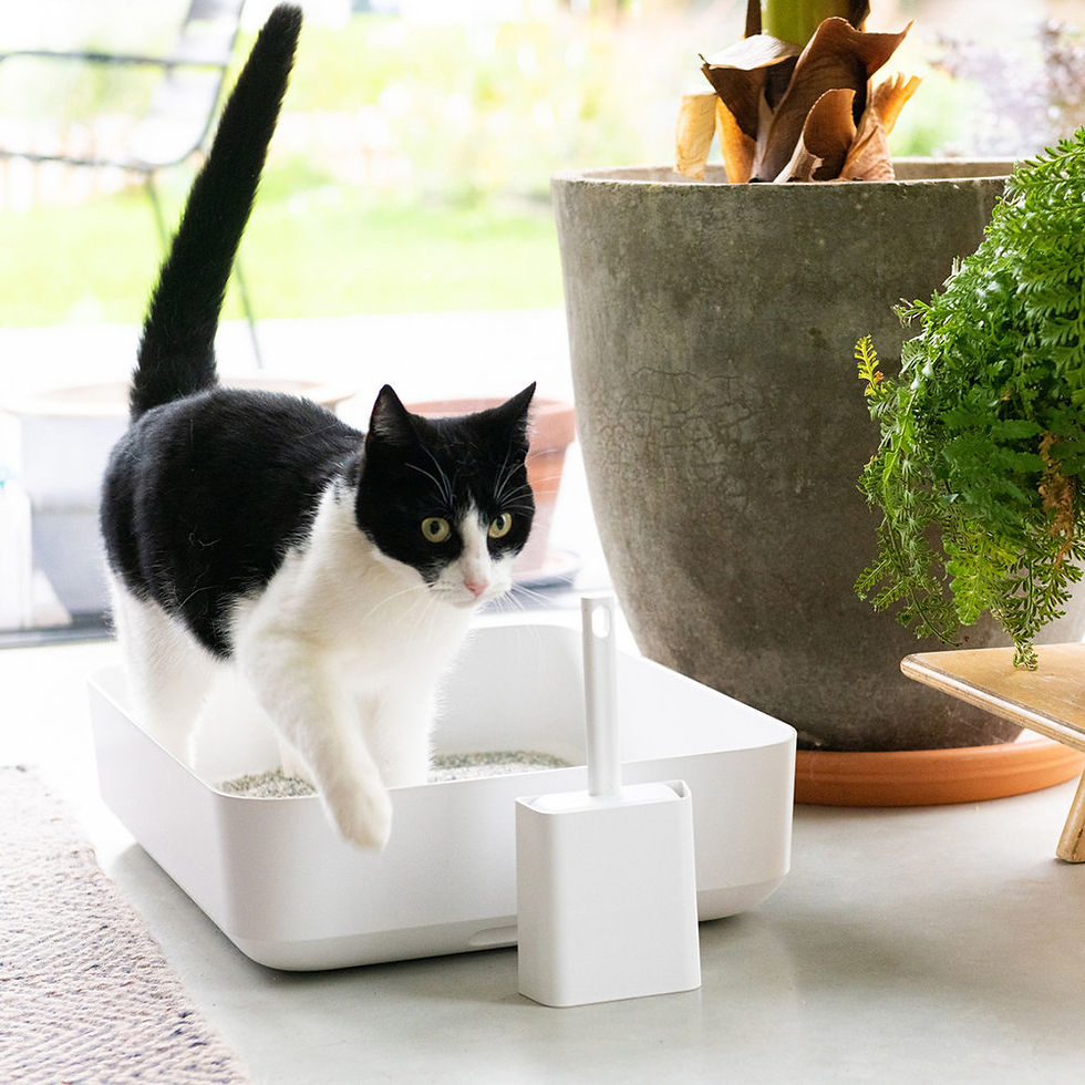 Thumbnail: POH litter box