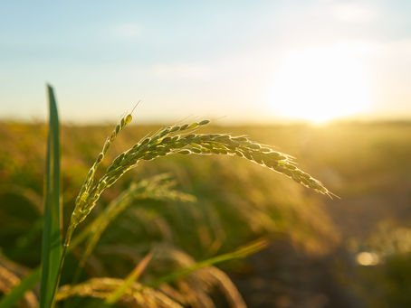 Prazo para produtores rurais emitirem o CCIR vai até 18 de julho, alerta Confederação da Agricultura e Pecuária do Brasil (CNA)