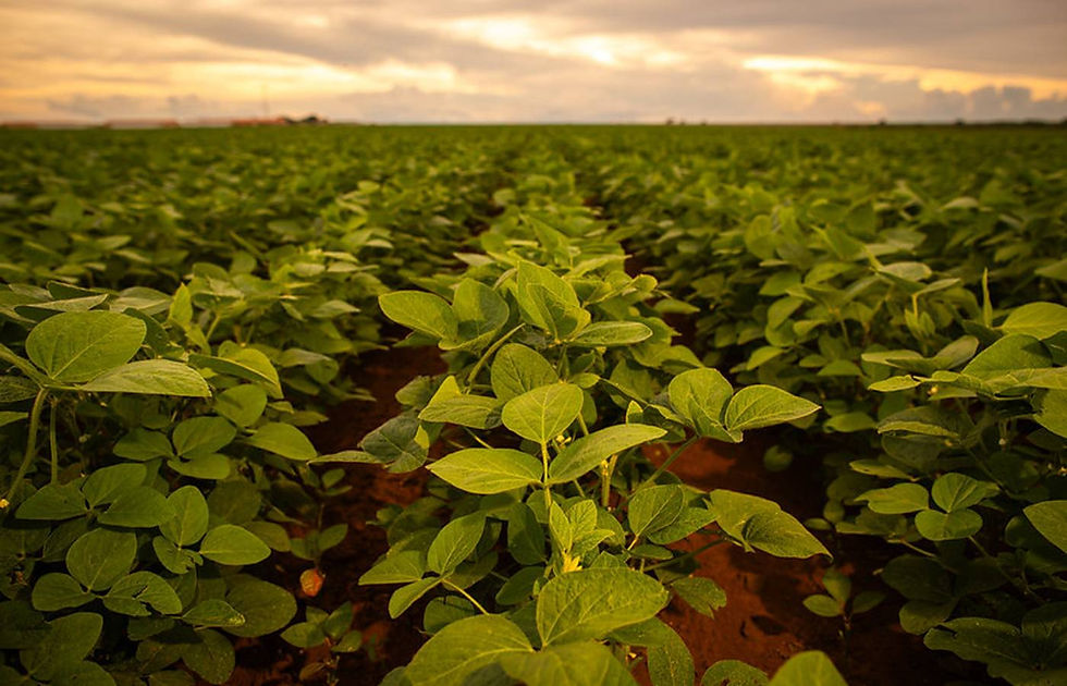 Wenderson Araujo/ CNA