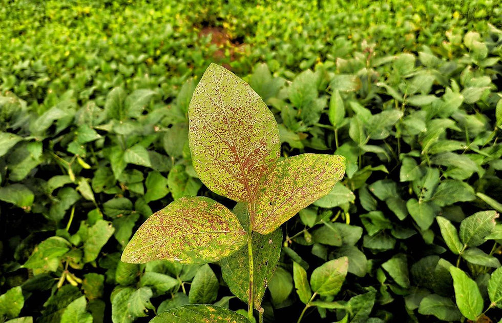 Mapa cria canal exclusivo para registro de suspeitas de novas pragas agrícolas