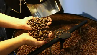Café: produção brasileira em 2025 está estimada em 3,2 milhões de toneladas, aponta IBGE
