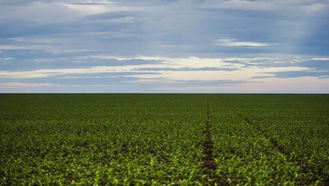 Seguro rural: parlamentares de MG e do PR cobram fortalecimento da política para dar previsibilidade ao agro