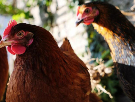 Gripe aviária: países retiram restrições de exportação à carne de aves brasileira