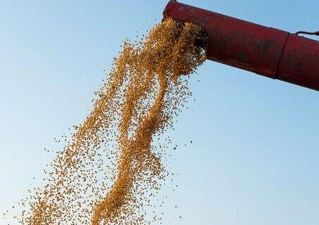 Produção agrícola: Sorriso (MT) lidera ranking de maior produtor; confira a lista