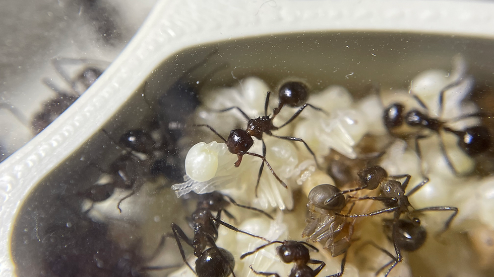 Ouvrière de l'espèce Myrmicaria brunnea tenant une nymphe entre ses mandibules.