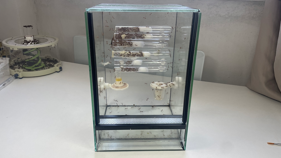 Le terrarium dans lequel j'élève ma colonie de fourmis tisserandes, il me tarde de l'agrandir.