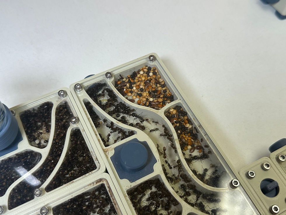 Grenier de ma colonie de Messor structor dans un module M Fourmis Shop.