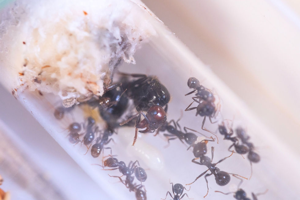 Reine Messor barbarus a la tête bien rouge accompagnée d'un joli paquet d'ouvrières.