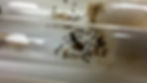 Au milieu de cette image on voit une reine Lasius niger.