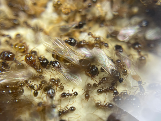 Princesses et mâles fourmis de l'espèce Pheidole pallidula.