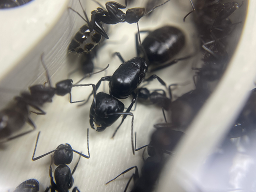 Reine Camponotus vagus dans son nid Fourmis Shop avec ses ouvrières.